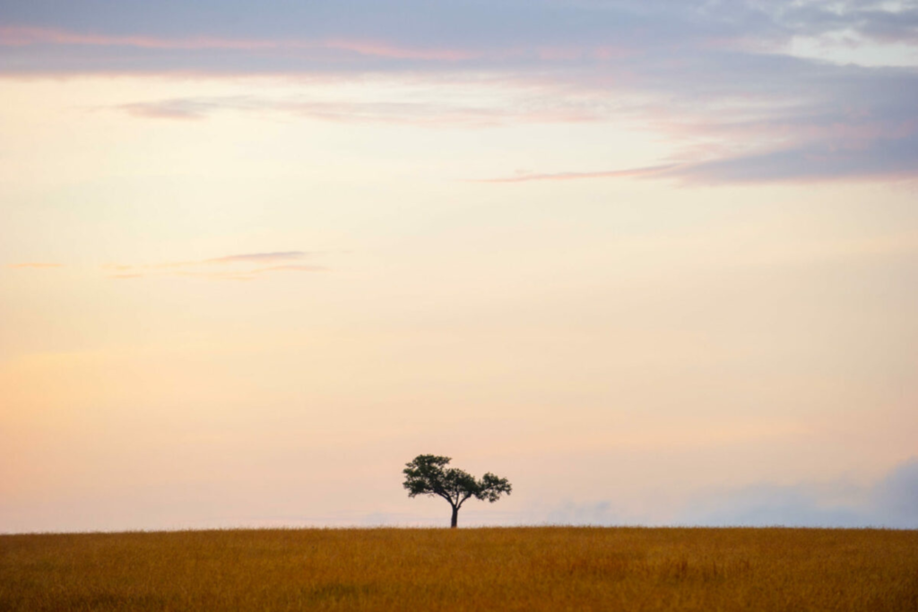Serengeti → Arusha (Flight) 