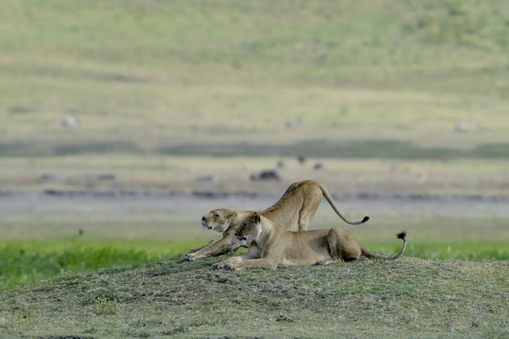 Ngorongoro → Ndutu