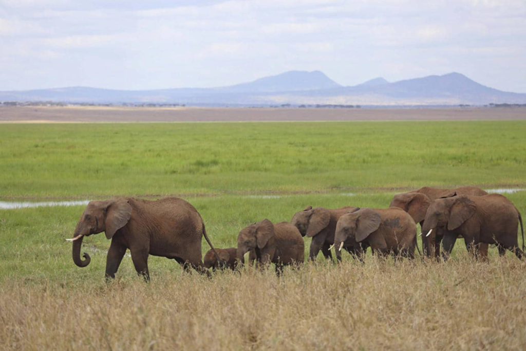 Full Day at Northern Serengeti 