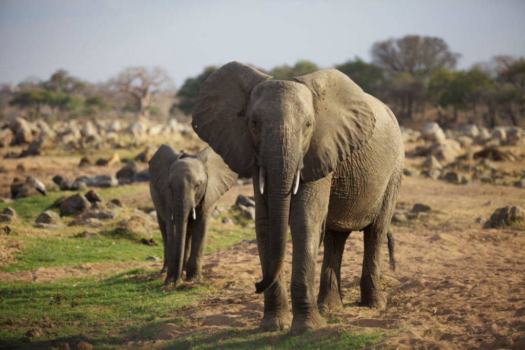 Tarangire → Ngorongoro Crater