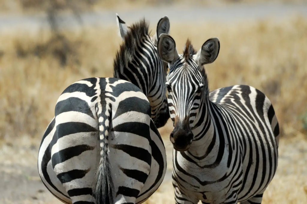 Arusha → Tarangire National Park