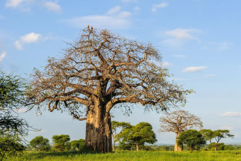 Arusha → Tarangire National Park 