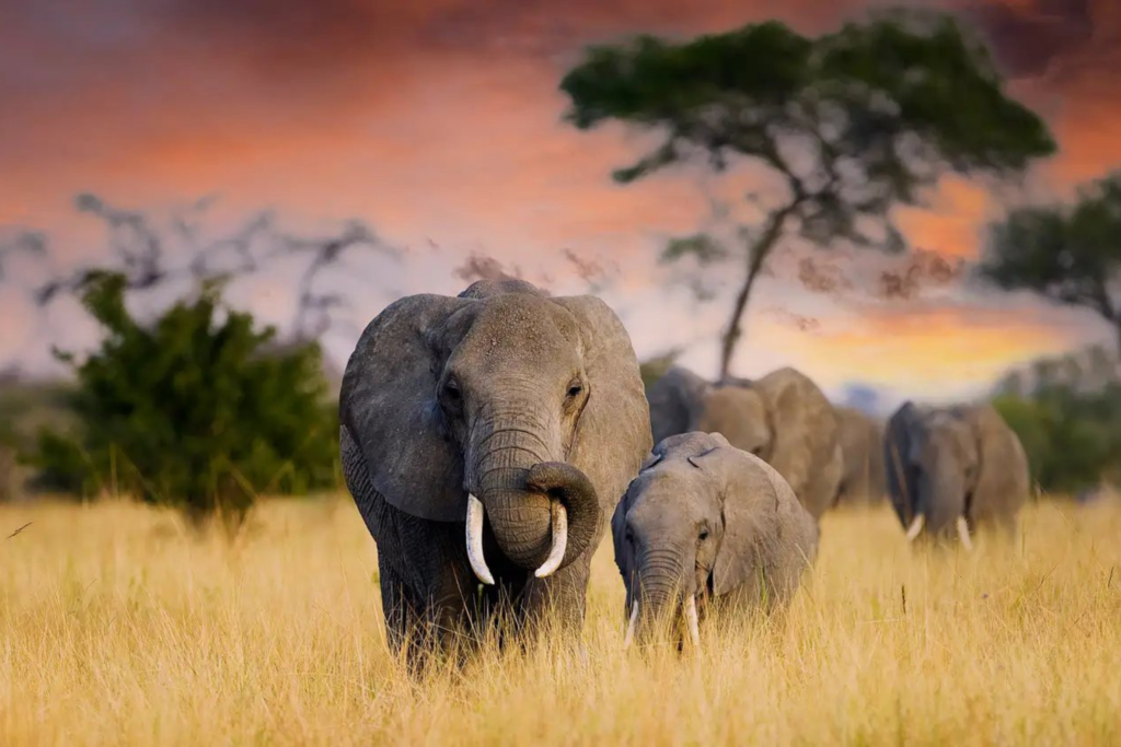 Full Day — Tarangire   