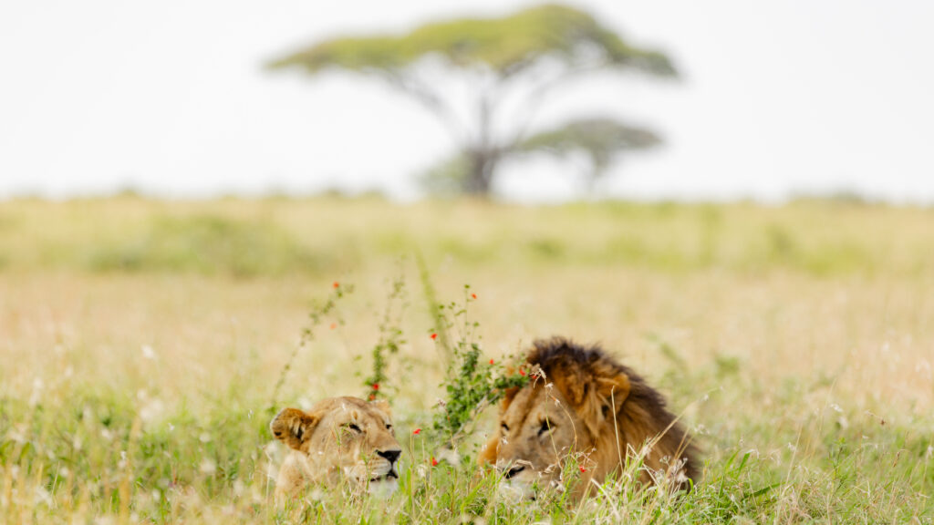 Western Serengeti → Arusha (Flight)  