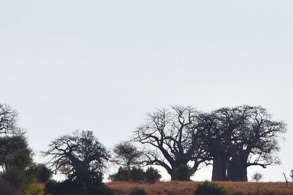Arusha → Tarangire National Park