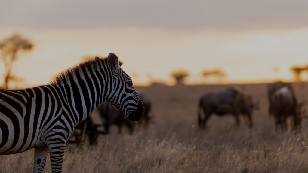 Day 5 — Full Day — Central Serengeti