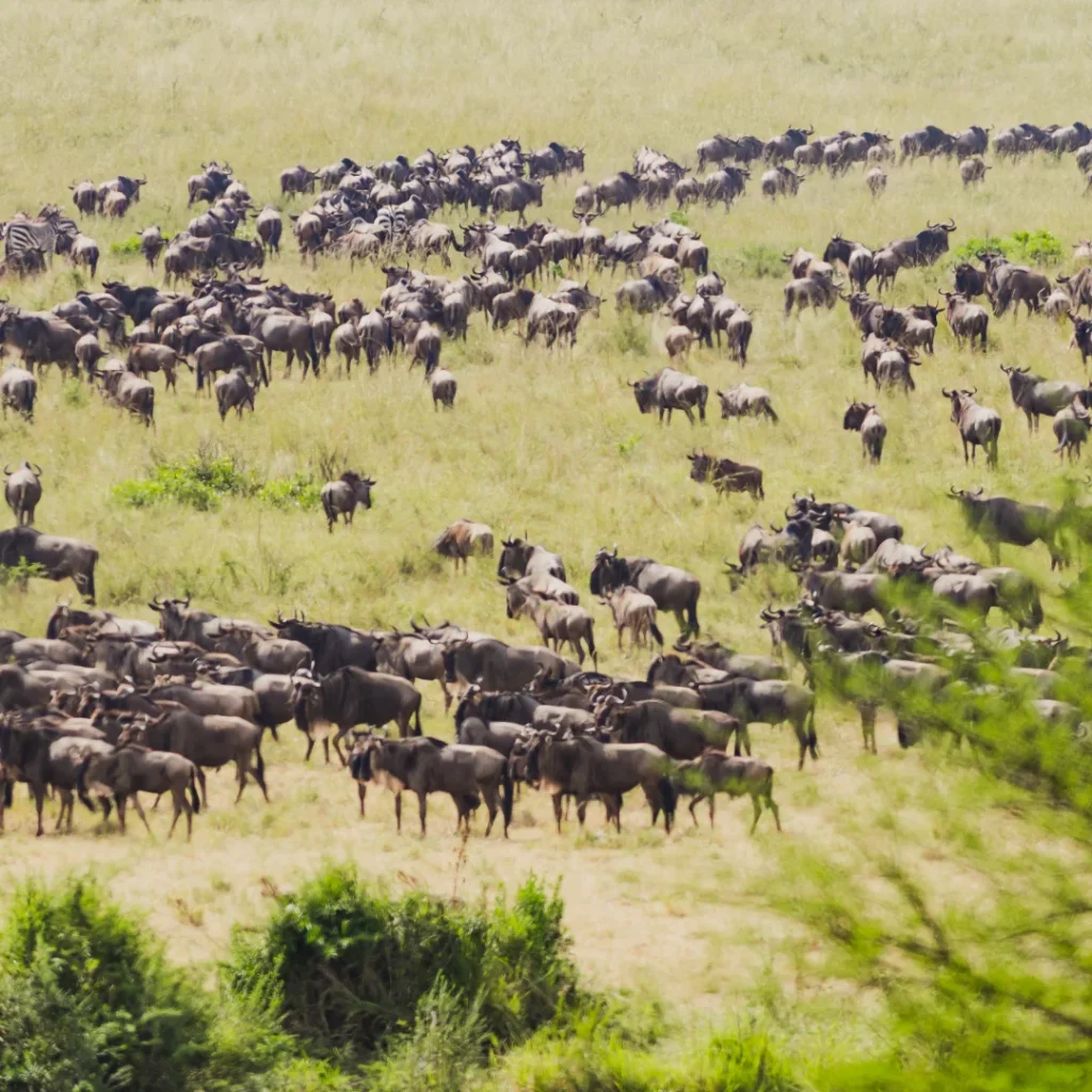 Day 6 — Full Day — Central Serengeti