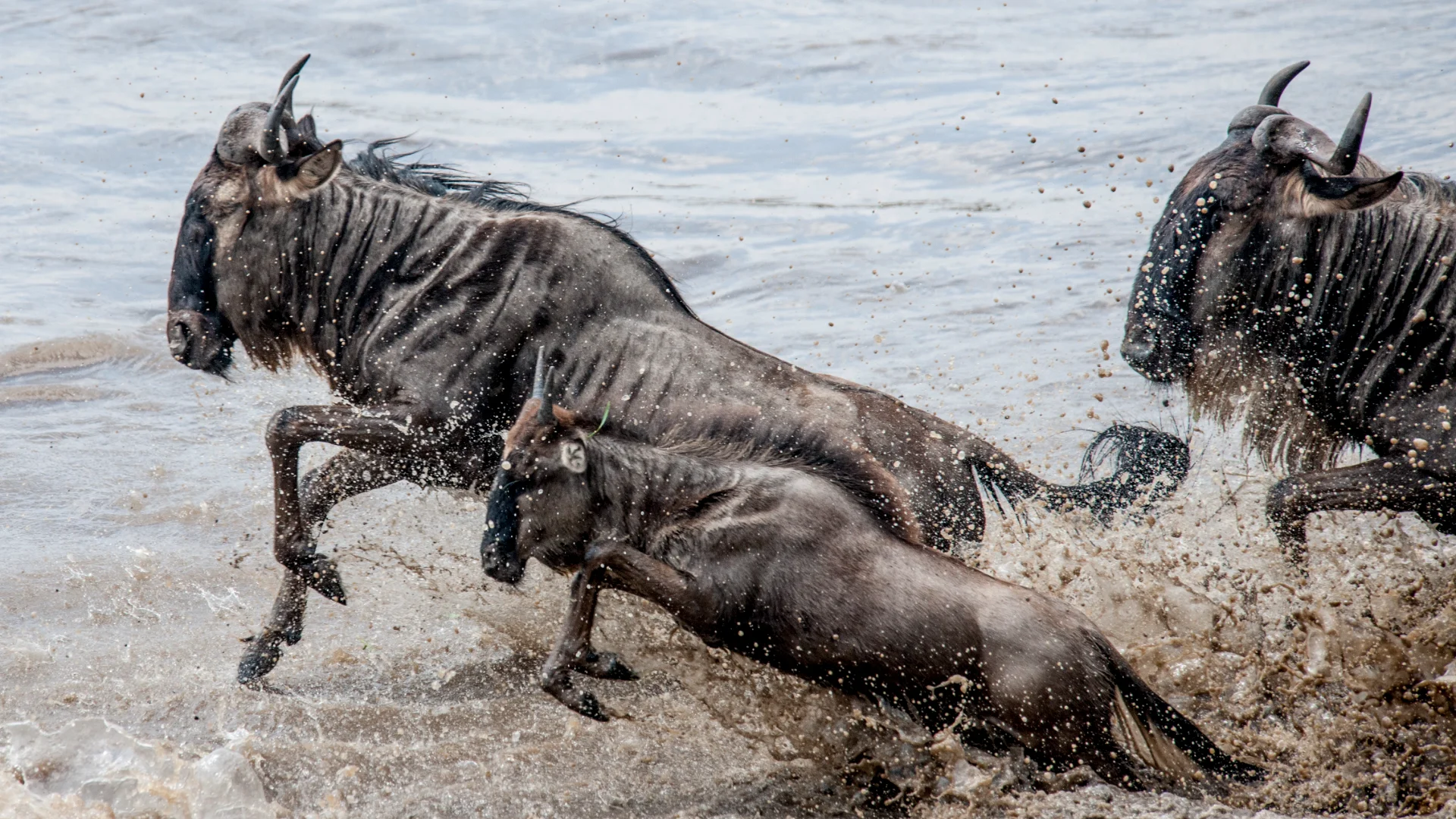 Great Migration wildebeest crossing a river
