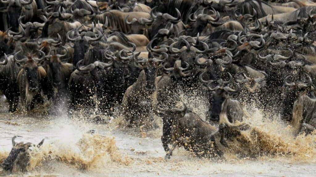 Day 4 — Full Day — Central Serengeti