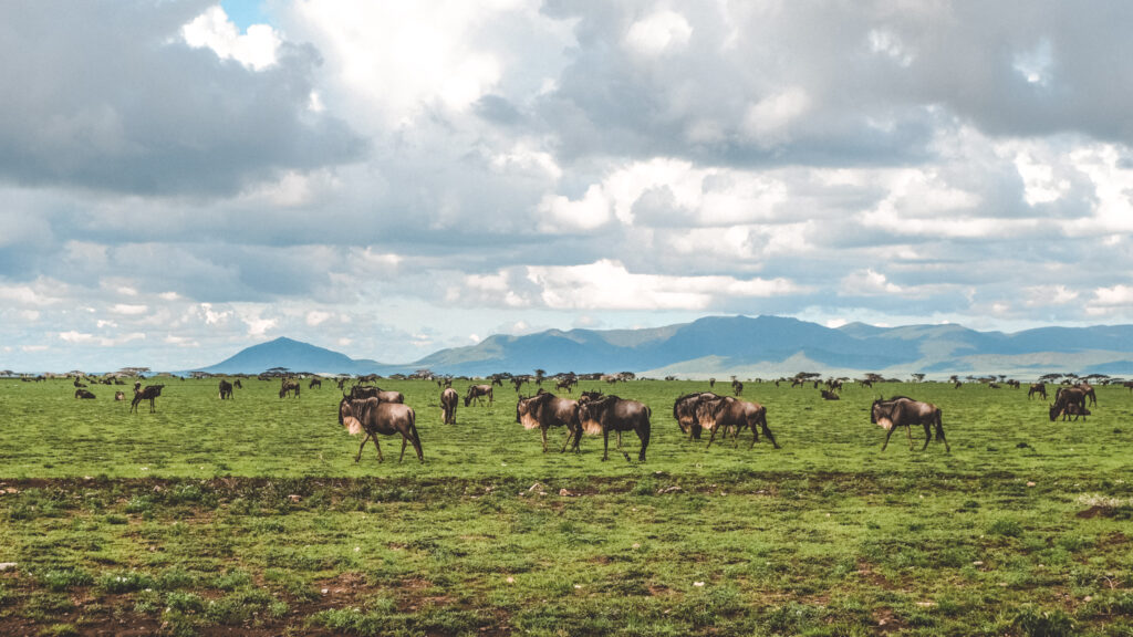 Ngorongoro Crater → Arusha