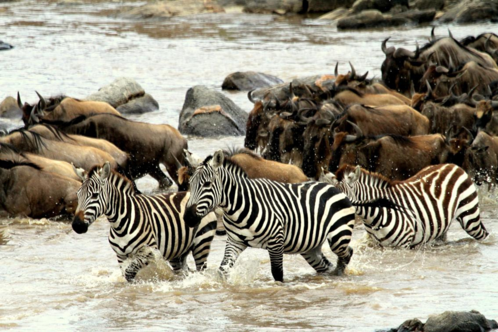 Central Serengeti → Ndutu   