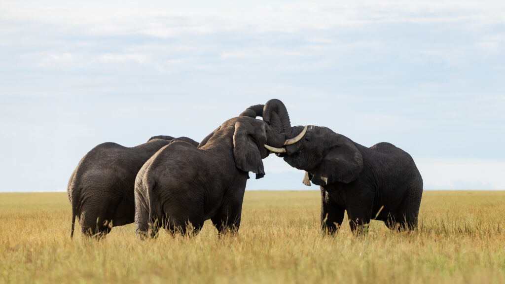 Arusha → Tarangire National Park 